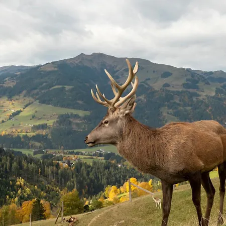 Auf Niedersehen - 8 Personen - Kitzbuehler Alpen - Hoehe Tauern Np *